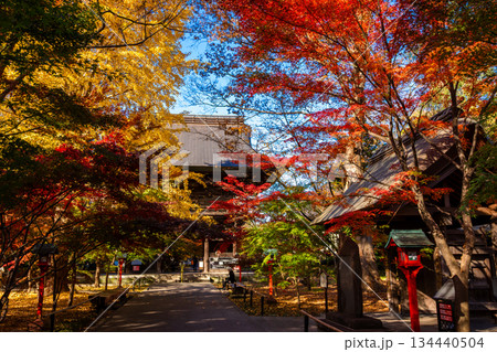 秋の東京・九品仏浄真寺で見た、紅葉に包まれる参道と快晴の青空 秋の東京・九品仏浄真寺で見た、紅葉に包まれる参道と快晴の青空 134440504