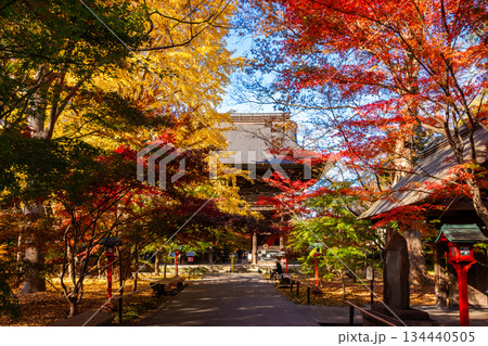 秋の東京・九品仏浄真寺で見た、紅葉に包まれる参道と快晴の青空 134440505