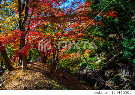 秋の東京・芝公園のもみじ谷で見た紅葉に染まる景色 秋の東京・芝公園のもみじ谷で見た紅葉に染まる景色 134440509