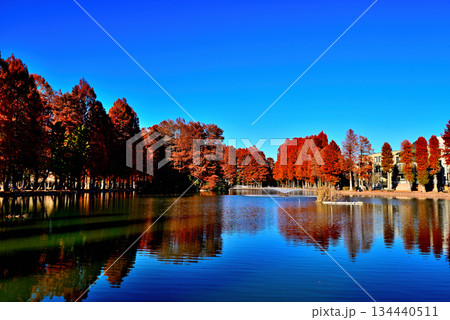 晩秋の別所沼公園　紅葉した落葉針葉樹の映り込み 134440511