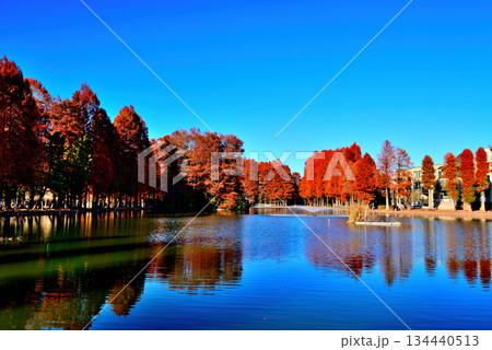晩秋の別所沼公園　紅葉した落葉針葉樹の映り込み 134440513