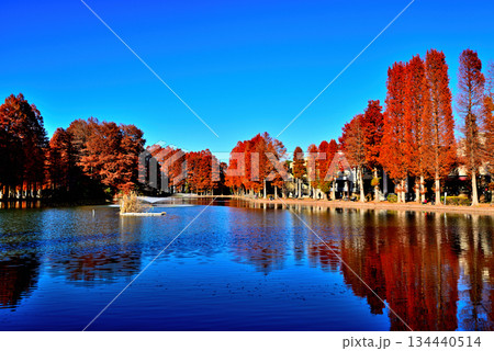 晩秋の別所沼公園　紅葉した落葉針葉樹の映り込み 134440514