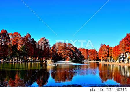 晩秋の別所沼公園　紅葉した落葉針葉樹の映り込み 134440515