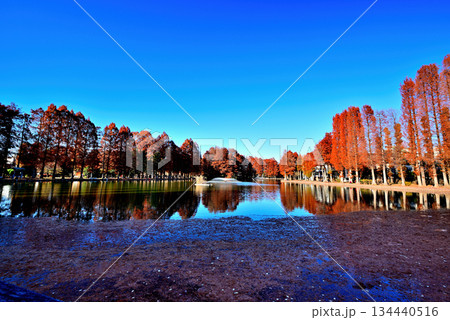 晩秋の別所沼公園 紅葉した落葉針葉樹の映り込み 晩秋の別所沼公園 紅葉した落葉針葉樹の映り込み 134440516