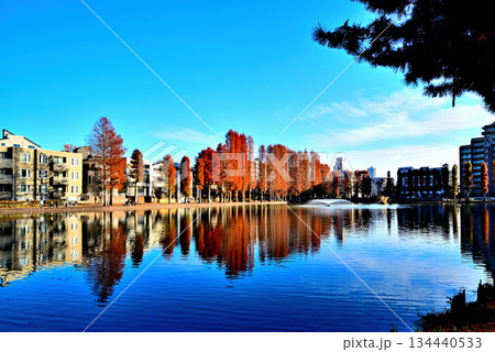 晩秋の別所沼公園　紅葉した落葉針葉樹の映り込み 134440533
