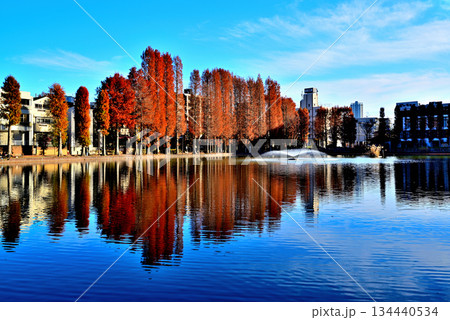 晩秋の別所沼公園　紅葉した落葉針葉樹の映り込み 134440534