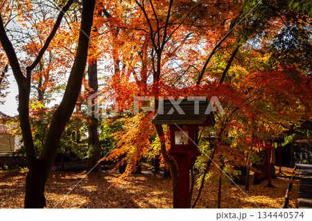秋の東京・九品仏浄真寺で見たカラフルな紅葉 134440574