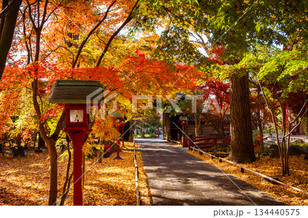 秋の東京・九品仏浄真寺で見たカラフルな紅葉に染まる参道 134440575