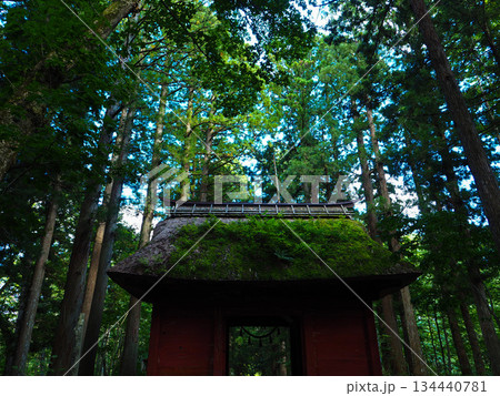 杉の大木がそびえる戸隠神社奥社の随神門 134440781