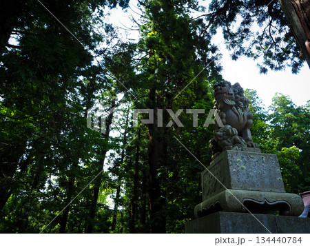 杉の大木がそびえる戸隠神社奥社の狛犬 134440784