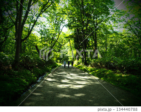 杉の大木がそびえる戸隠神社奥社の参道 134440788