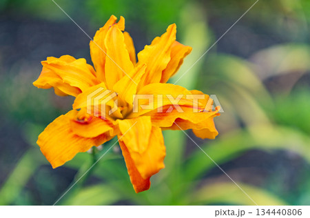 Orange day lily garden flower growing under sunlight. Daylily flower in nature. Summer nature. Vivid inflorescences of flowering lily. Flower of daylily. Flowering lily. Copy space. Daylily blossom 134440806