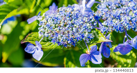 Hydrangea flower in summer. Hydrangea flower garden. Summer hydrangea. Hydrangea under the sunlight. Summer spring nature. Blooming spring flower. Summer flower 134440813