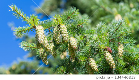 Pine cone on branch with needle. Pine tree branch. Needle of a coniferous tree. Pine pollen. Needle of Christmas tree. Christmas tree branch and cone. Xmas spruce. Coniferous fir pine twig 134440815