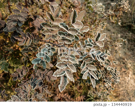 Young hoarfrost covers delicate rosehip leaves. Young hoarfrost covers delicate rosehip leaves. 134440919