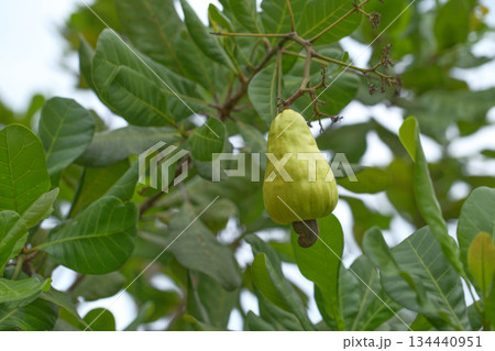 Cashew fruit on the tree in the garden Cashew fruit on the tree in the garden 134440951
