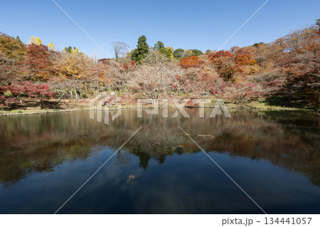 用作公園の紅葉 134441057