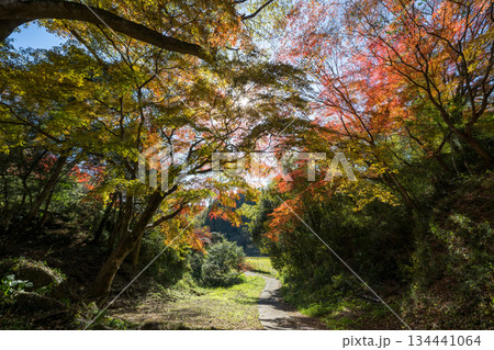 用作公園の紅葉 用作公園の紅葉 134441064