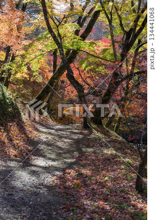 用作公園の紅葉 用作公園の紅葉 134441068