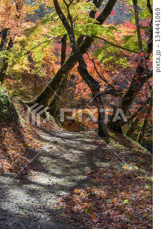 用作公園の紅葉 用作公園の紅葉 134441069