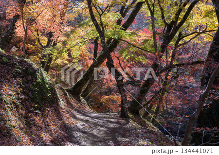 用作公園の紅葉 用作公園の紅葉 134441071