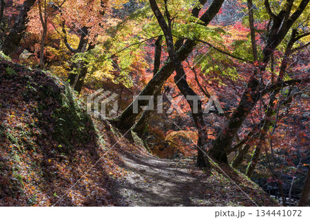 用作公園の紅葉 用作公園の紅葉 134441072