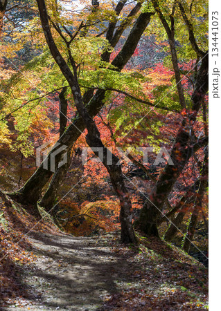 用作公園の紅葉 用作公園の紅葉 134441073