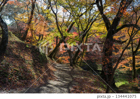 用作公園の紅葉 用作公園の紅葉 134441075