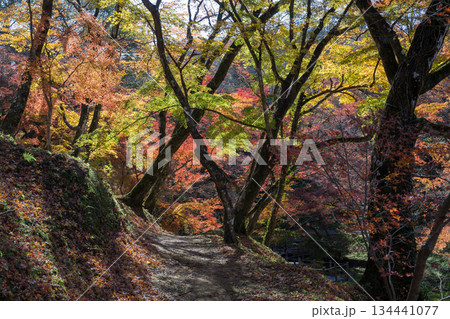 用作公園の紅葉 用作公園の紅葉 134441077