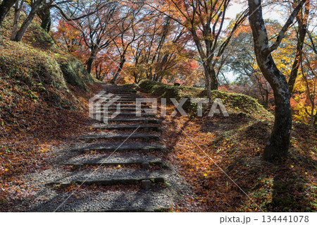 用作公園の紅葉 134441078