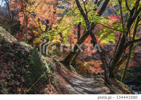 用作公園の紅葉 134441080