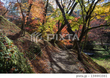 用作公園の紅葉 用作公園の紅葉 134441081