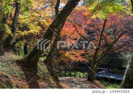 用作公園の紅葉 用作公園の紅葉 134441083