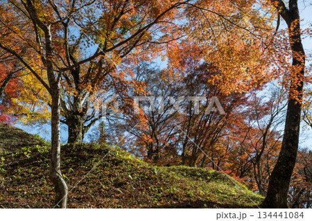 用作公園の紅葉 用作公園の紅葉 134441084