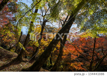 用作公園の紅葉 用作公園の紅葉 134441086