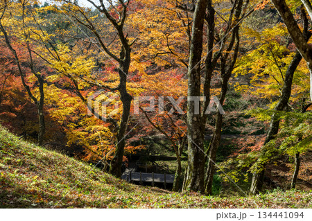 用作公園の紅葉 134441094