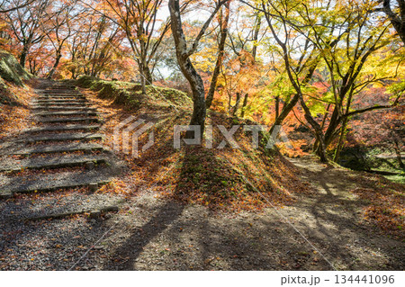 用作公園の紅葉 用作公園の紅葉 134441096