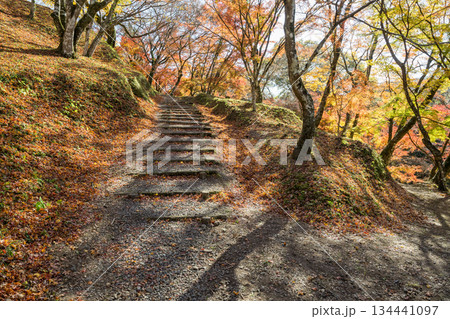 用作公園の紅葉 用作公園の紅葉 134441097