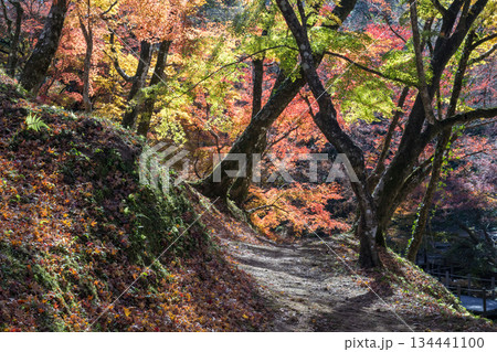 用作公園の紅葉 用作公園の紅葉 134441100