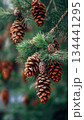 Pine cones hanging on evergreen branches in forest with moody light natural texture and seasonal background 134441295