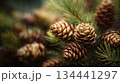Pine cones hanging on evergreen branches in forest with moody light natural texture and seasonal background 134441297