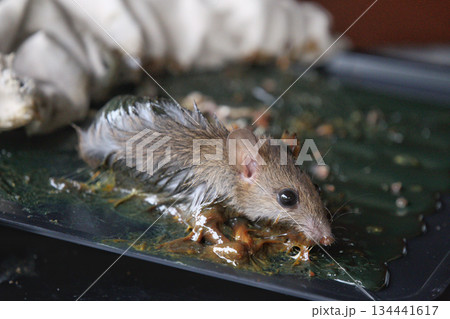 Rat eating mouse food in the trap. Animal pest control concept. Rat eating mouse food in the trap. Animal pest control concept. 134441617