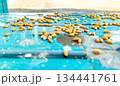 wheat grains on Blue table background 134441761
