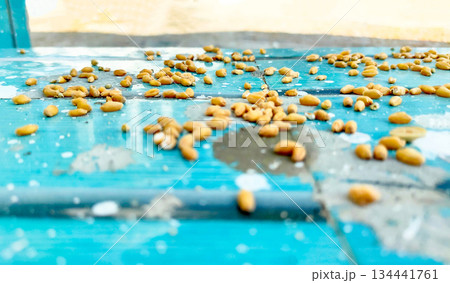wheat grains on Blue table background wheat grains on Blue table background 134441761