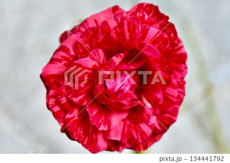 冬に咲いた赤いツートンの薔薇 134441792