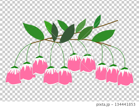 初夏の庭木、可憐なサラサドウダンのベクターグラフィック 134441853