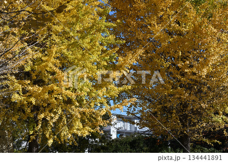 紅葉する銀杏 134441891