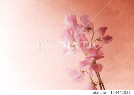 ピンクのスイトピー 134442028