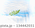 水面に浮く山椒の葉 134442031