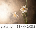 水仙ゴールドイメージ 134442032